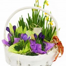 Spring basket